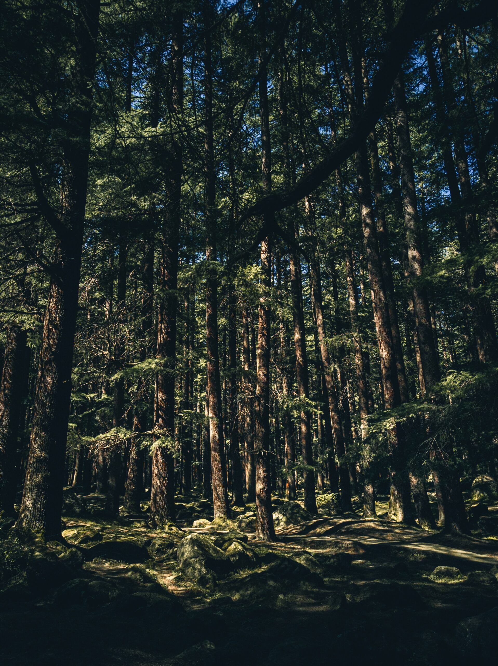 MANALI FOREST