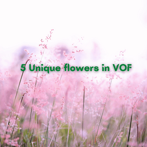 5 Unique flowers to see in Valley Of Flowers