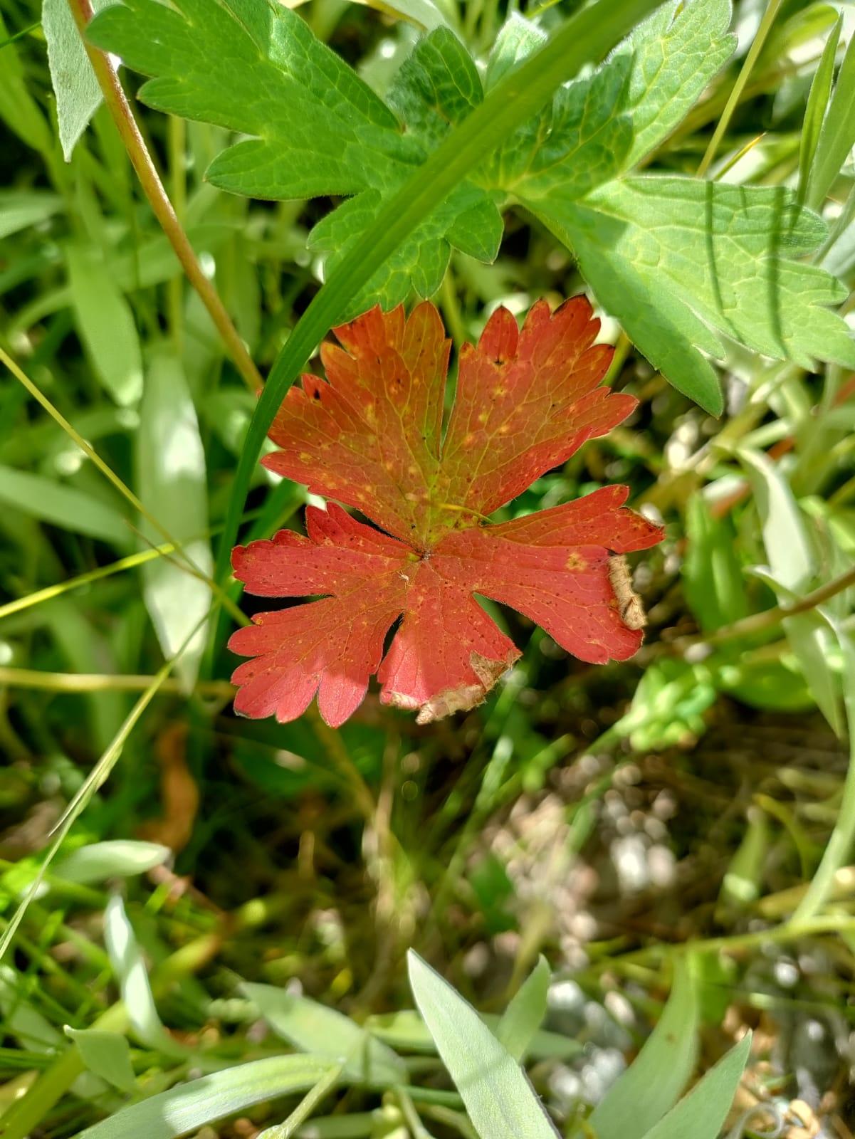 COLORFUL LEAF IN NATURE'S LAP