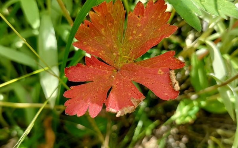 COLORFUL LEAF IN NATURE'S LAP